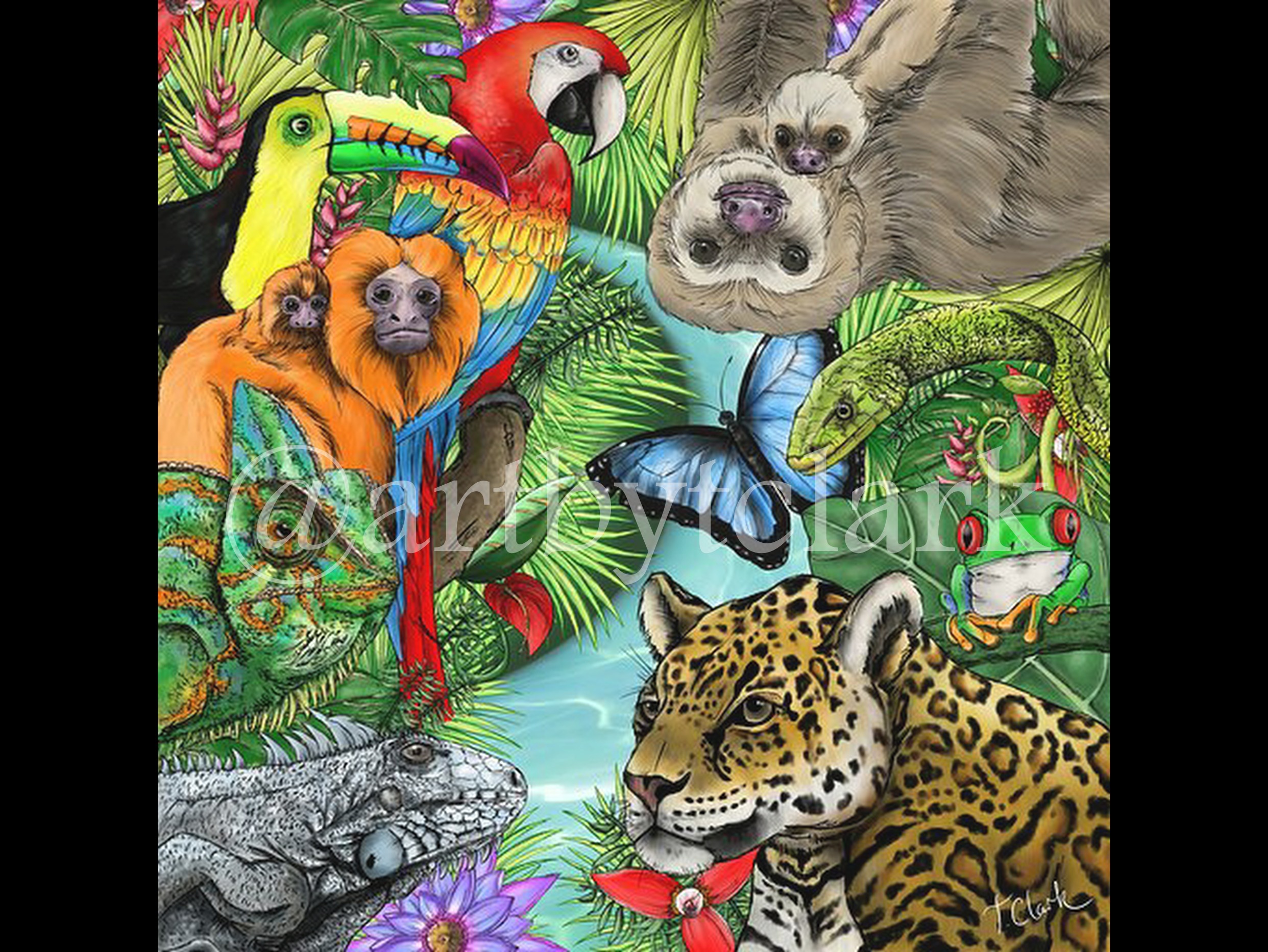 tropical rainforest animals drawings